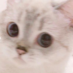 Meet your Posher, Kat